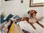 ATTICUS-LEO Shar Pei Puppy Male