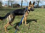 Short German Shepherd Dog Young Female