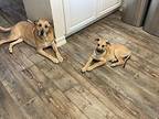 Tootsie pup: Gummi Bear Mixed Breed (Medium) Puppy Male