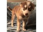 Tundra Tess Pomeranian Puppy Female