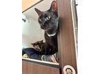 Sam Domestic Shorthair Senior Male