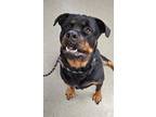 Kiwi Rottweiler Adult Female