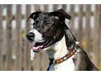 Penny Great Dane Young Female