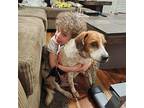 Pepper Beagle Senior Female
