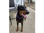 Stella Doberman Pinscher Young Female