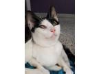 Sedona/Arizona - Bonded Pair Domestic Shorthair Kitten Female