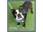 ROCKY Boston Terrier Adult Male