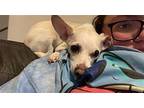 Sebastian Chihuahua Adult Male