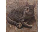 Porterhouse Domestic Shorthair Young Male