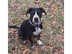 Maddie Mixed Breed (Medium) Puppy Female