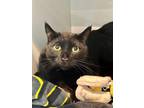 Doobert Domestic Shorthair Senior Male