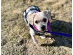 yoshi Shih Tzu Adult Male
