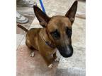 Phoenix (Mom to 8 pups) Belgian Malinois Young Female