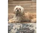 Annie Shih Tzu Adult Female