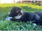Rocky Vazquez Labrador Retriever Puppy Male