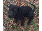 Macy Mixed Breed (Medium) Puppy Female