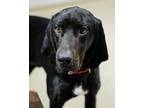 Tally Labrador Retriever Adult Male