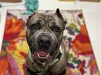 Draco II Cane Corso Adult Male