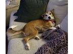 Karat Shiba Inu Adult Female