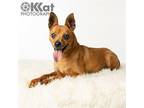 Spice Miniature Pinscher Adult Female