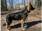 Long German Shepherd Dog Young Male