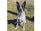 Bosco (Titanic) American Staffordshire Terrier Adult Male