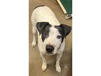 Snoopie American Pit Bull Terrier Adult Male