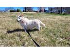 Brownie Australian Cattle Dog Senior Female