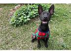 Bean Terrier (Unknown Type, Medium) Puppy Female