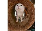 Whitey Bulger Domestic Shorthair Kitten Male