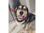 MOEMO Airedale Terrier Adult Male
