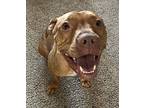 Brina American Staffordshire Terrier Young Female