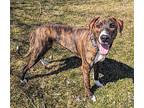 Cal Doberman Pinscher Young Male