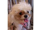 Powder Puff Shih Tzu Puppy Female