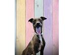 Cooper Rat Terrier Adult Male
