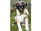 Claire Mixed Breed (Large) Puppy Female