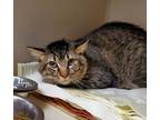 Flannigan Domestic Longhair Young Male