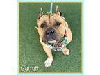 GARRETT Staffordshire Bull Terrier Adult Male