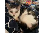 Hello Kitty Domestic Shorthair Adult Female