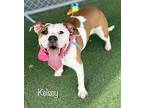 KELSEY American Bulldog Young Female