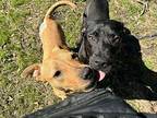 Tony Toby loves everyone Labrador Retriever Adult Male