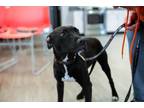 Duke Mixed Breed (Medium) Puppy Male