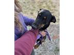 HANNAH Doberman Pinscher Young Female