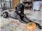 REESE Labrador Retriever Young Male