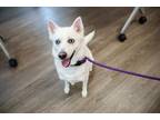 Snow White Mixed Breed (Medium) Young Female
