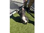 Jethro Mixed Breed (Medium) Puppy Male