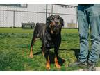 Maple Rottweiler Adult Female