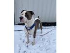 Spot American Pit Bull Terrier Adult Male