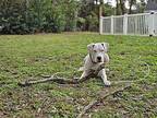 Patty Dogo Argentino Young Female