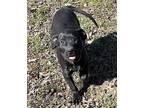 Precious Black Mouth Cur Puppy Female
